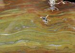 Petrified Elm Wood Slab - Hoodoo Creek, Oregon #22443-2